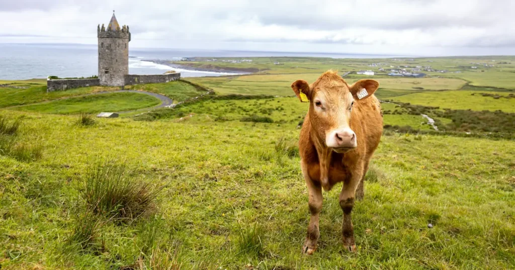 A cow stands in the field with Doonagore Castle in the background, Doolin, Clare, Ireland
